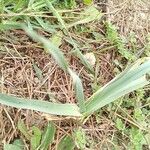Allium polyanthum পাতা