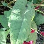 Persicaria orientalis Yaprak