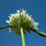 Saponaria bellidifolia Flor