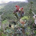 Pancheria ouaiemensis Habitat