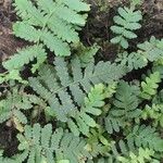 Arthropteris orientalisLeht