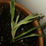 Chlorophytum capense Leaf