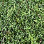 Juniperus rigida Лист