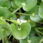 Heteranthera reniformis Fula
