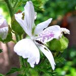 Malva moschata Цвят