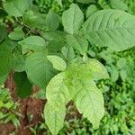 Aegle marmelos Hoja