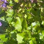 Campanula garganica Hoja