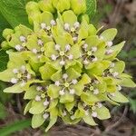 Asclepias viridis Kukka