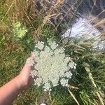 Visnaga daucoides Квітка