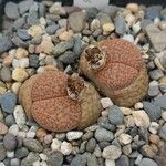 Lithops fulviceps Лист