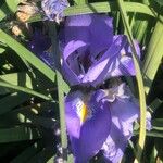 Iris unguicularis Flower