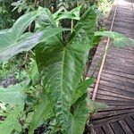 Alocasia longiloba Ліст