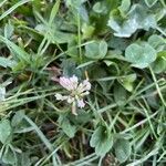 Trifolium nigrescens फूल