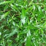 Persicaria hydropiper Leaf