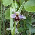 Ophrys fuciflora മറ്റ്