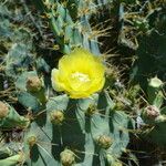 Opuntia dillenii Flower