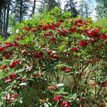 Rhododendron cerasinum Habit