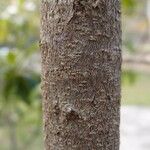 Foetidia mauritiana Bark