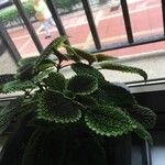 Pilea mollis ᱥᱟᱠᱟᱢ