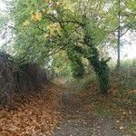 Ulmus laevis Habitus