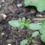 Veronica peregrina Leaf