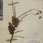 Larix griffithii Nyingine