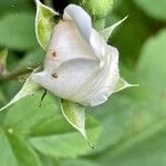 Rubus nemorosus Flower