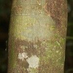 Oxandra asbeckii Corteza