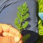 Meum athamanticum Leaf