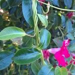 Mandevilla sanderi 其他