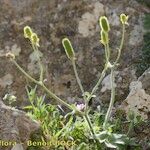 Ranunculus spicatus Celota