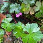 Geranium lucidum Frunză