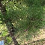 Pinus echinata Hoja
