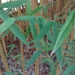 Phyllostachys aurea পাতা