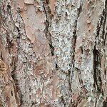 Pinus taeda Bark