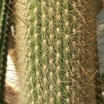 Cleistocactus hyalacanthus Pokrój
