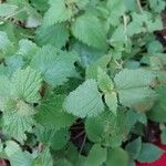 Lamium albumLeaf