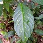 Pachystachys coccinea Leaf