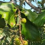 Byrsonima spicata Fruit