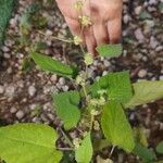 Fatoua villosa Leaf