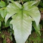 Tectaria heracleifolia Blad