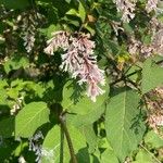 Syringa josikaea Flower