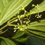 Miconia rubescens List