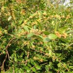 Xylosma flexuosa Агульны выгляд