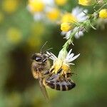 Symphyotrichum pilosum 花