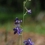 Delphinium depauperatum Агульны выгляд