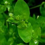 Stellaria media Blatt