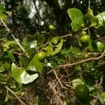 Flacourtia indica Fruit