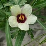 Hibiscus trionum Cvet