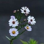 Tripolium pannonicum 花